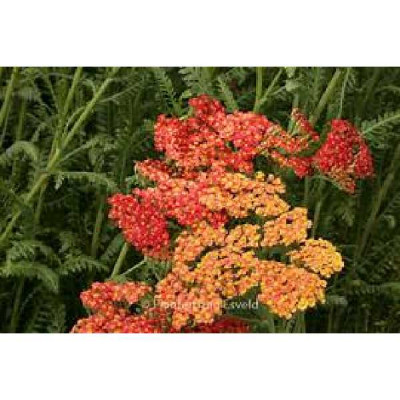 ACHILLEA  Safran