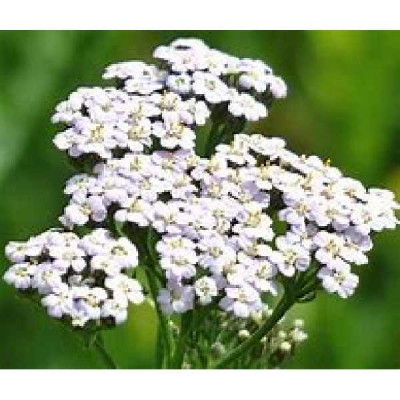 ACHILLEA  Millefolium blanche