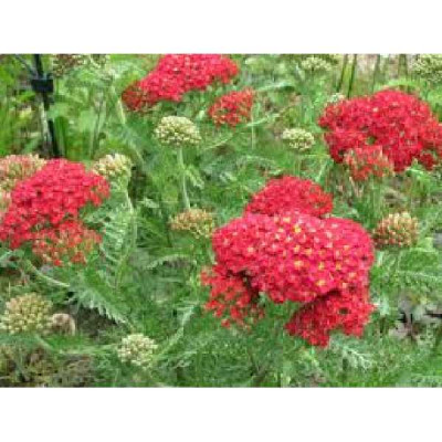 ACHILLEA millefolium Paprika