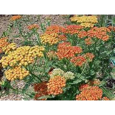 ACHILLEA millefolium Terracotta
