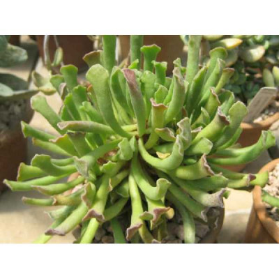ADROMISCHUS  clavifolia