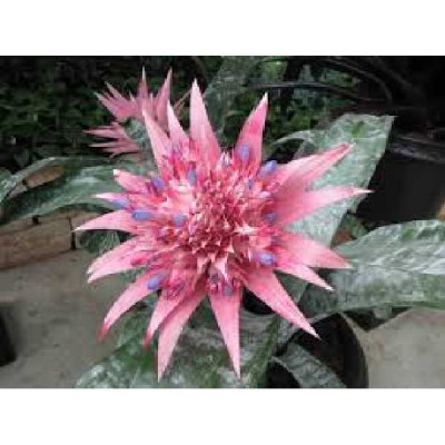 AECHMEA