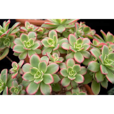 AEONIUM arboreum Kiwie