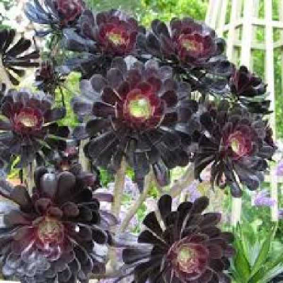 AEONIUM arboreum Schwarzkopf
