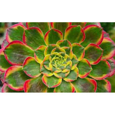 AEONIUM arboreum Sunrise
