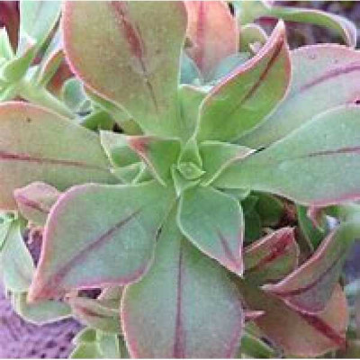 AEONIUM leucoblepharum Red stripe