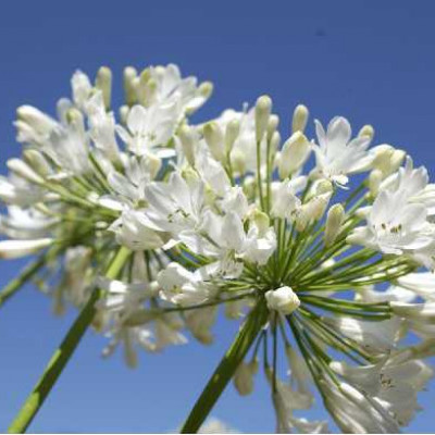 AGAPANTHUS africanus Blanche