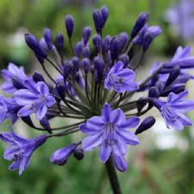 AGAPANTHUS  Back in black