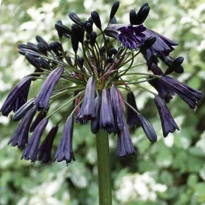 AGAPANTHUS  Black magic