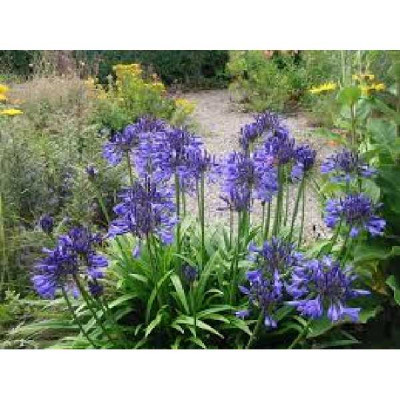 AGAPANTHUS  Bleu de chine