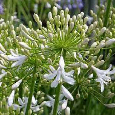 AGAPANTHUS  Blue ice