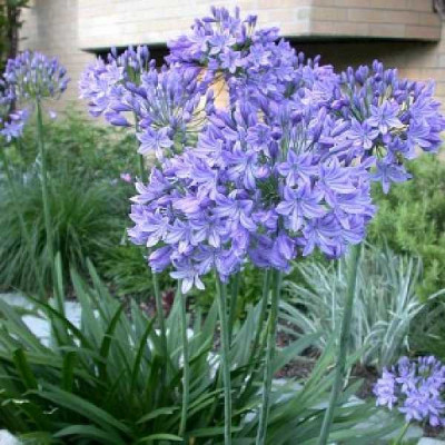 AGAPANTHUS  Blue triumphator
