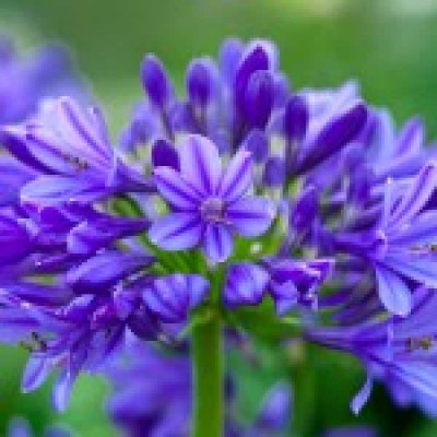 AGAPANTHUS  Brilliant blue