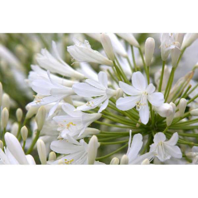 AGAPANTHUS  Bridal bouquet