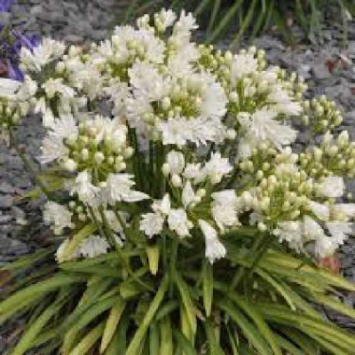 AGAPANTHUS  Double diamond ®