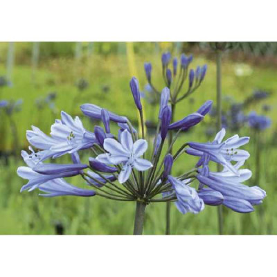 AGAPANTHUS  Dr brouwer