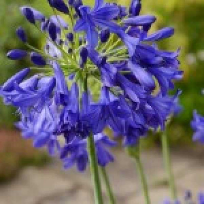 AGAPANTHUS  Flower of love
