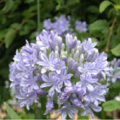 AGAPANTHUS  Glen avon