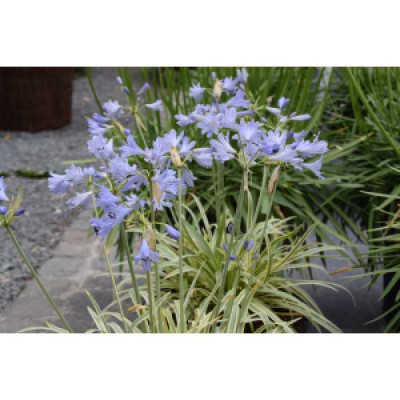 AGAPANTHUS  Golden drop ®