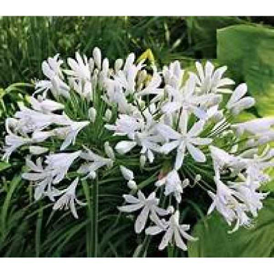 AGAPANTHUS  Kilmurry white