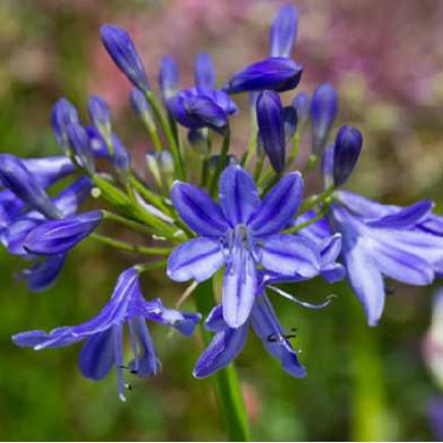 AGAPANTHUS  Lapis lazuli