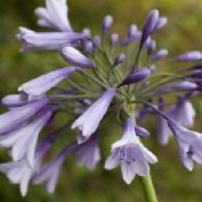 AGAPANTHUS  Liam's lilac