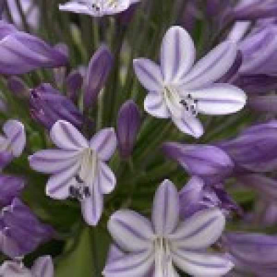 AGAPANTHUS  Megan's mauve