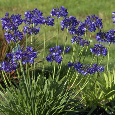 AGAPANTHUS  Northern star ®