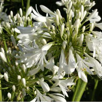 AGAPANTHUS ombellatus Blanche
