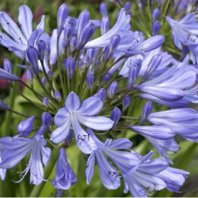 AGAPANTHUS ombellatus Bleu