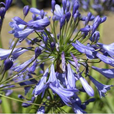 AGAPANTHUS africanus