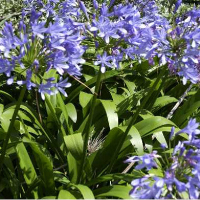 AGAPANTHUS