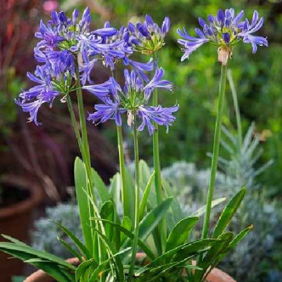 AGAPANTHUS  Charlotte®