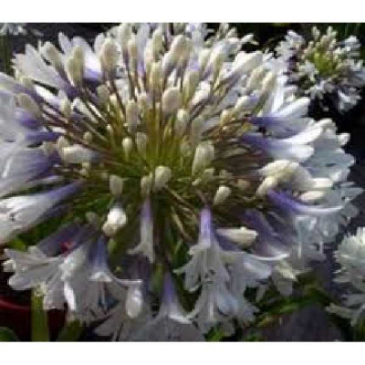 AGAPANTHUS  Enigma