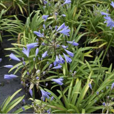 AGAPANTHUS  Peter pan