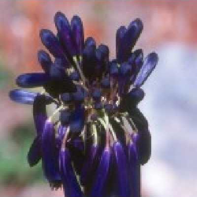 AGAPANTHUS  Graskop