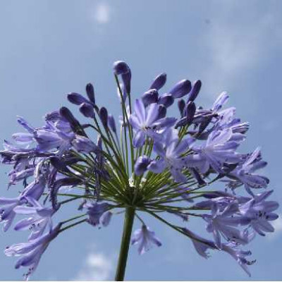 AGAPANTHUS  Hedbourne