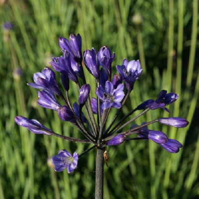 AGAPANTHUS intermedius