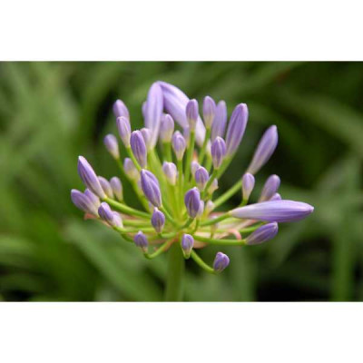 AGAPANTHUS  Pitchoune ® blue