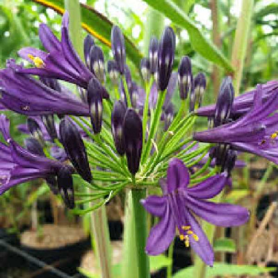AGAPANTHUS  Pitchoune ® violet