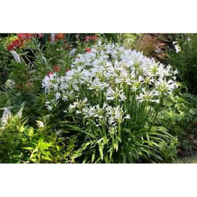 AGAPANTHUS  Pitchoune ® white