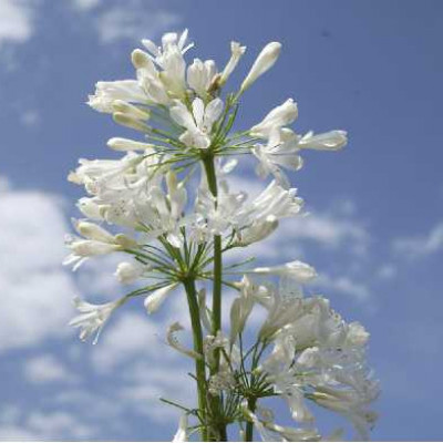 AGAPANTHUS  Polar ice