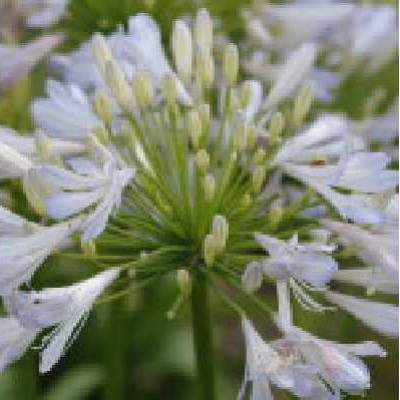 AGAPANTHUS  Phantom