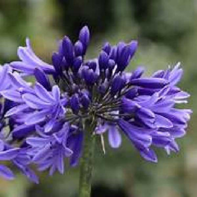 AGAPANTHUS  Pretty heidy