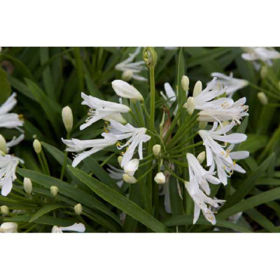 AGAPANTHUS  Thumbelina