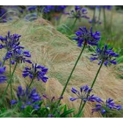 AGAPANTHUS  Timaru