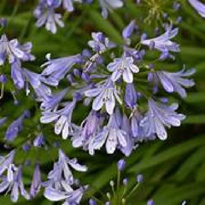 AGAPANTHUS queen anne®