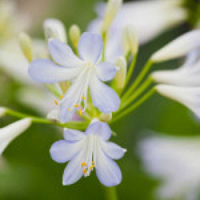 AGAPANTHUS  Silver baby