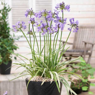 AGAPANTHUS  Silver moon®