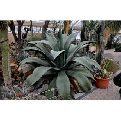 AGAVE ferox